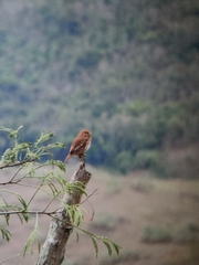 Glaucidium brasilianum