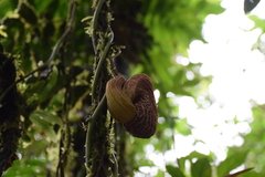 Aristolochia cordiflora