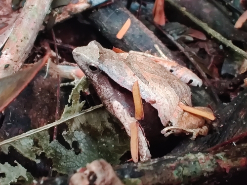 Linhares Dwarf Frog, Physalaemus obtectus