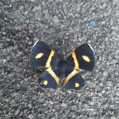 Parcella amarynthina