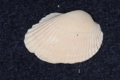 Arcidae