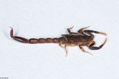 Ananteris balzanii