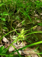 Carex lupulina