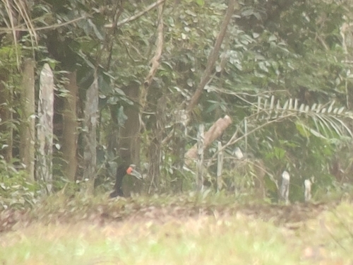 Red-billed Curassow (Crax blumenbachii), photo 9