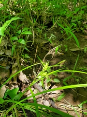 Carex lupulina