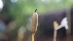 Didymoplexis pallens