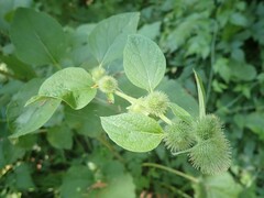 Arctium