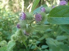 Arctium