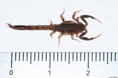 Ananteris balzanii