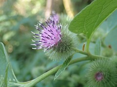 Arctium