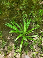 Hymenocallis occidentalis