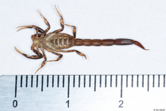 Ananteris balzanii