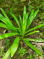 Hymenocallis occidentalis