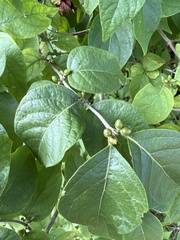 Lonicera maackii