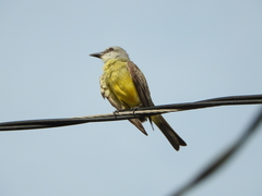 Tyrannus melancholicus