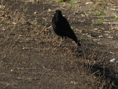 Hymenops perspicillatus