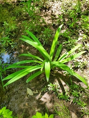 Hymenocallis occidentalis