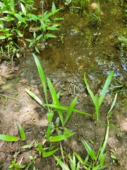 Hymenocallis occidentalis