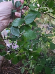 Rhamnaceae