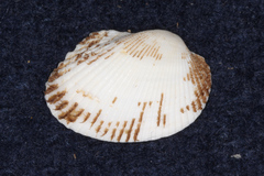 Arcidae