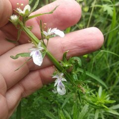 Teucrium cubense