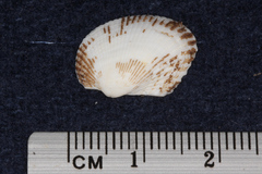 Arcidae