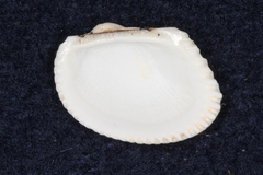 Arcidae