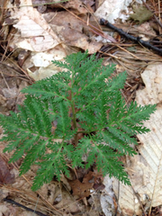 Sceptridium dissectum dissectum