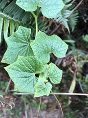 Marah oregana