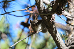 Tamiasciurus fremonti