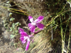 Dianthus lusitanus