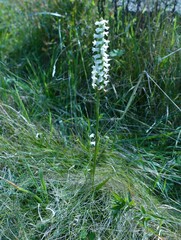 Spiranthes cernua
