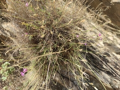 Dianthus lusitanus