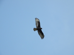 Buteo albonotatus