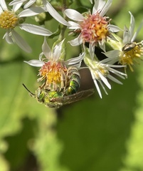 Agapostemon sericeus