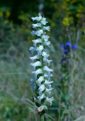 Spiranthes cernua