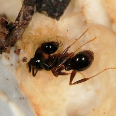 Aphaenogaster fulva