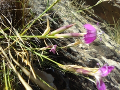 Dianthus lusitanus