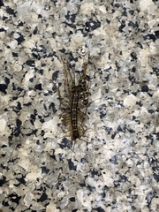 Thereuonema tuberculata