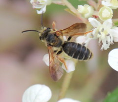 Andrena prunorum