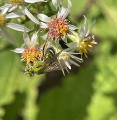 Agapostemon sericeus