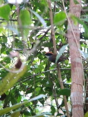 Conopophaga melanops