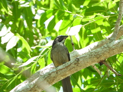 Saltator grandis