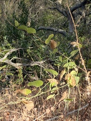Aristolochia californica