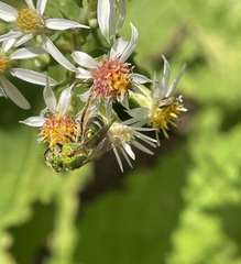 Agapostemon sericeus