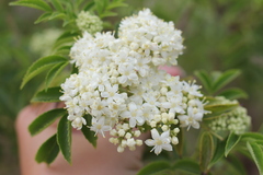 Sambucus australis
