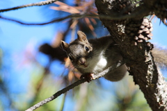 Tamiasciurus fremonti