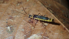 Macromalthinus