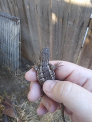 Sceloporus occidentalis occidentalis