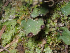 Peltigera venosa